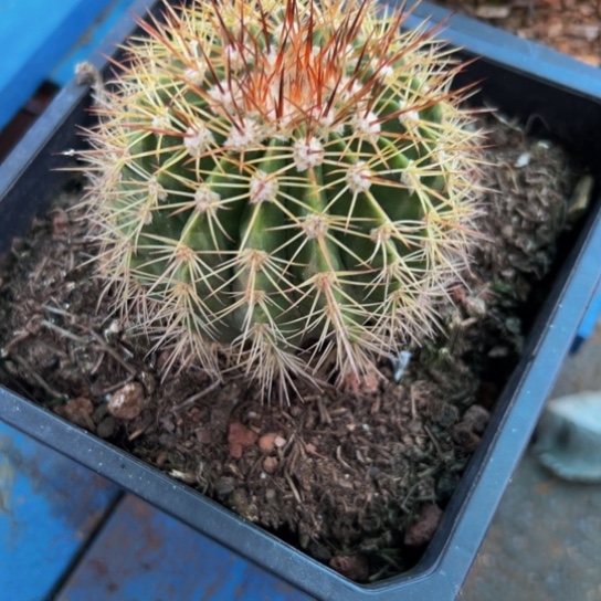 煲***火精品黄金云球（花友福利）