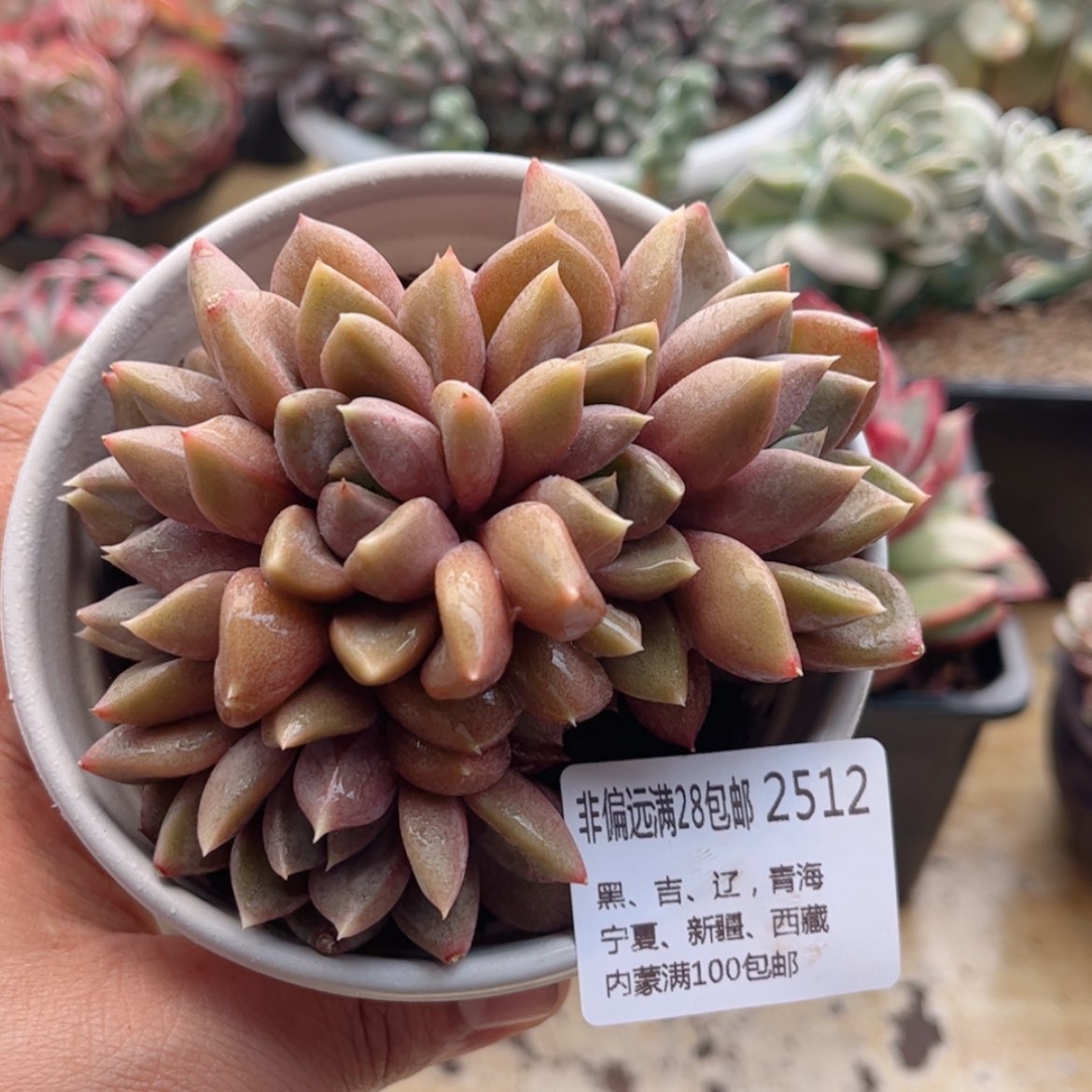 【闪购商品】2512红象牙