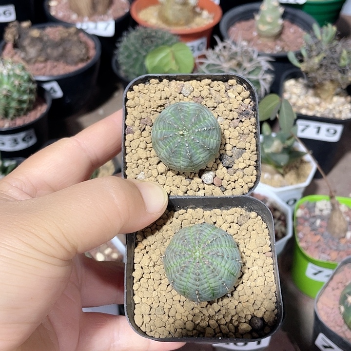 843布纹球仙人球2颗