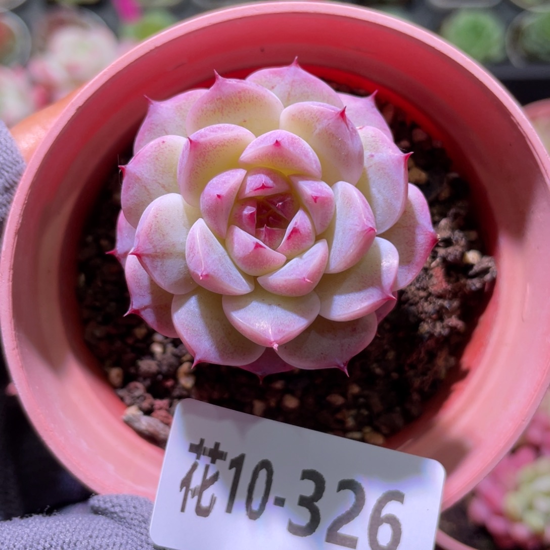 花利美10-326天鹅绒