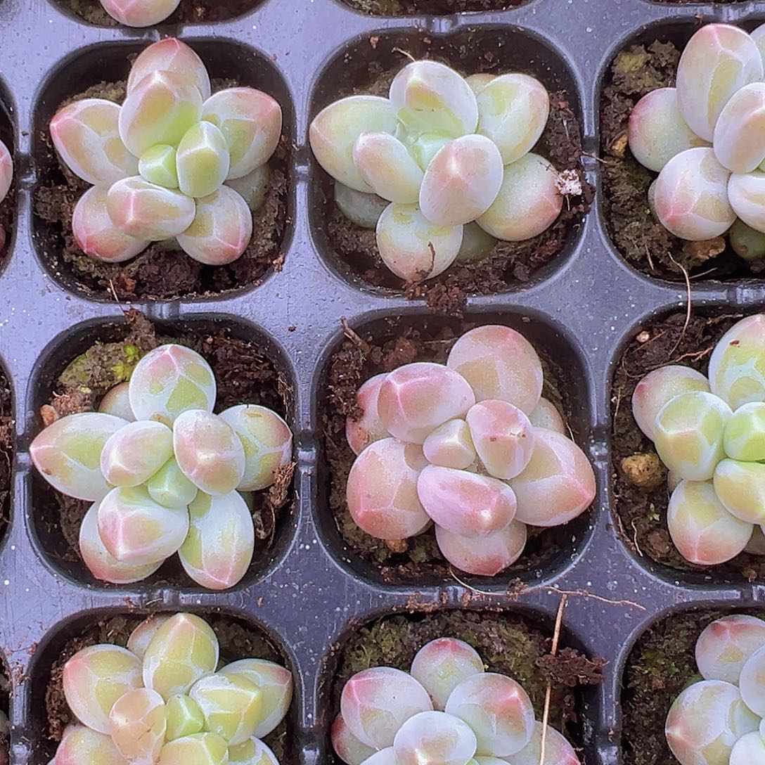 咖啡豆19包邮多肉植物
