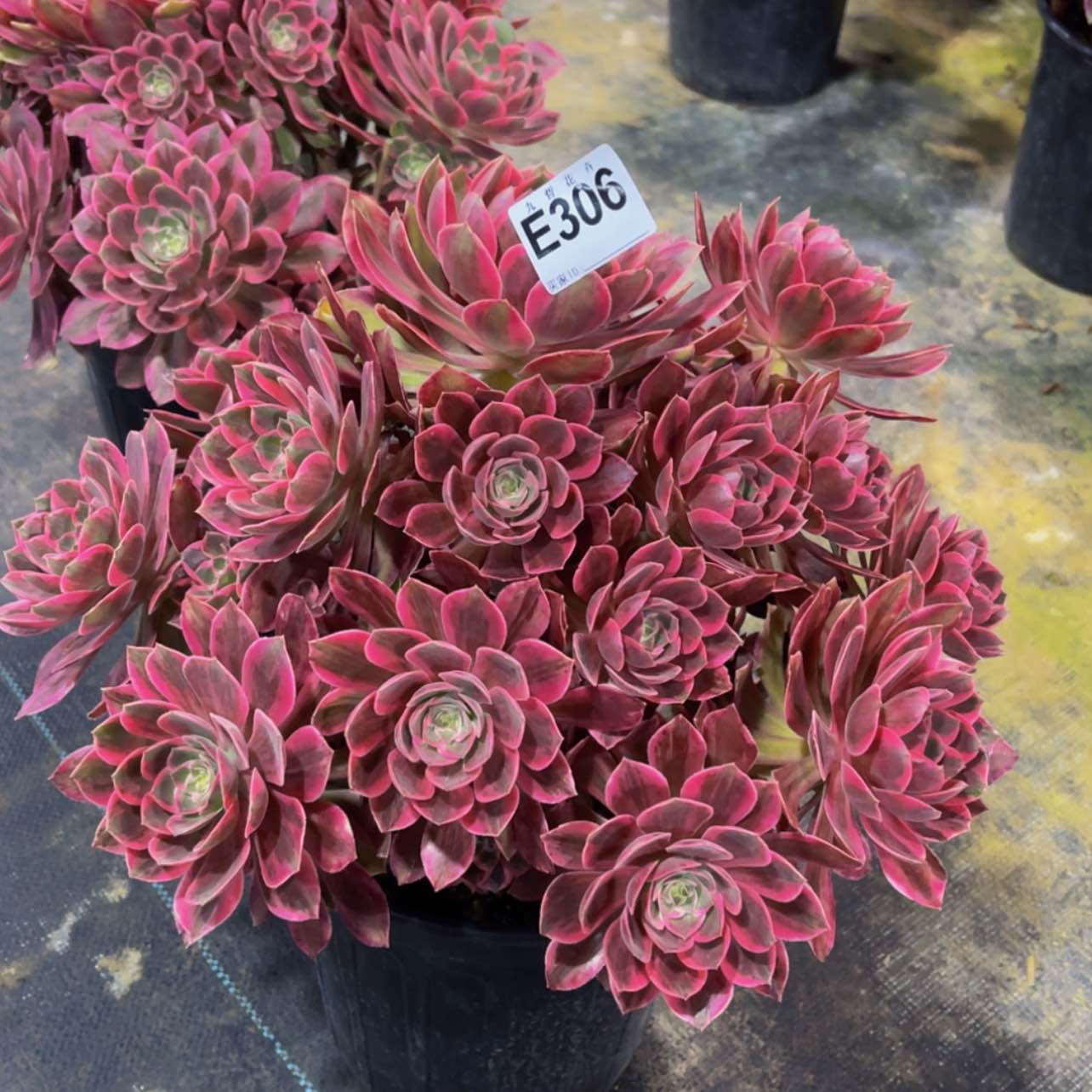 【闪购商品】30600