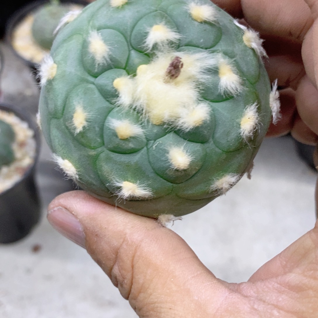 龍*巅仙人球的世界里有