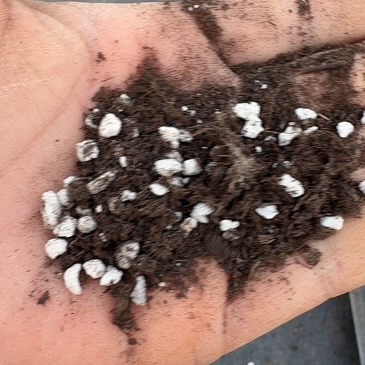 带珍珠盐土10l量拍发货