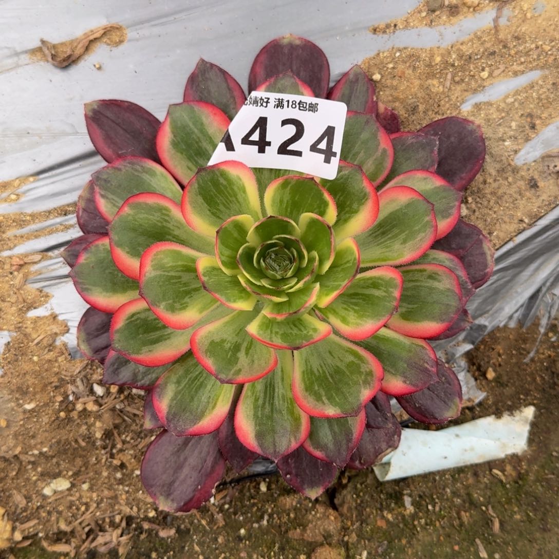 媝424黑膜锦多肉植物