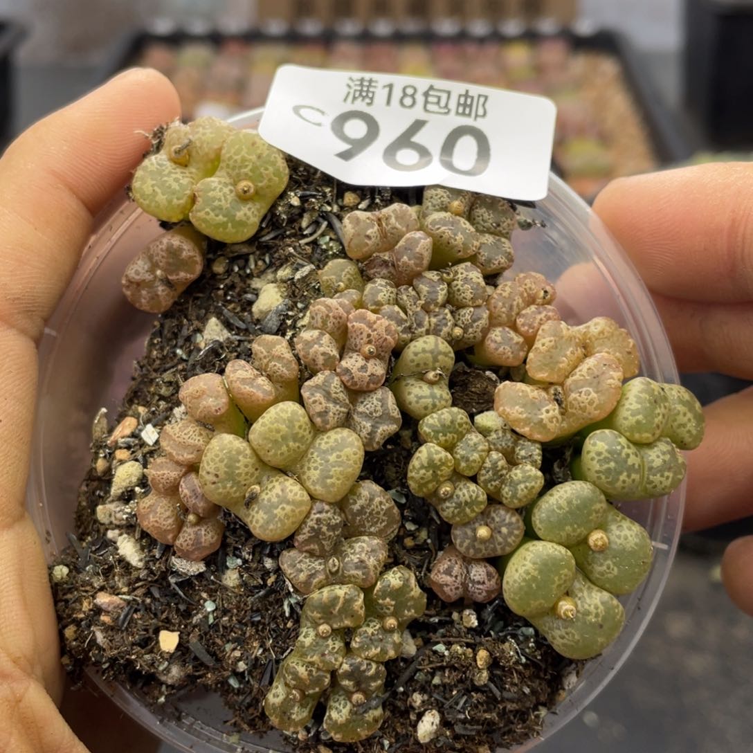 红陶0000000000000960