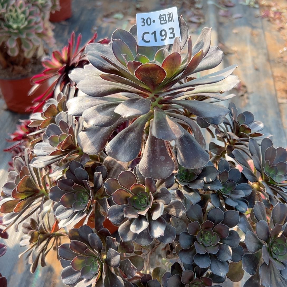 193 圆叶多肉法师