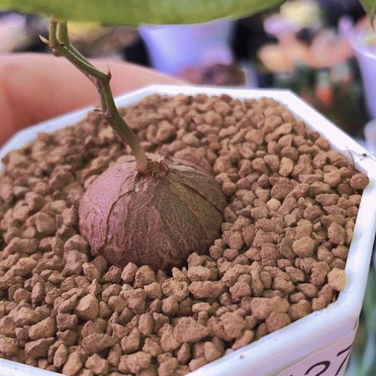 无花朵1278，2.4厘米龟甲龙