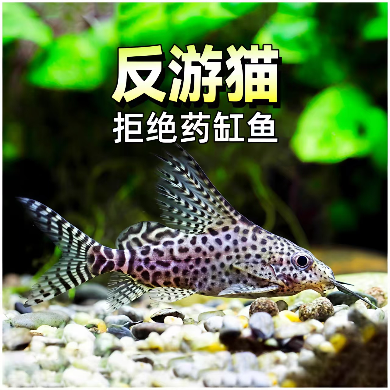 反游猫 清缸鼠鱼 小型热带精品淡水南美观赏鱼 底栖清缸鱼 