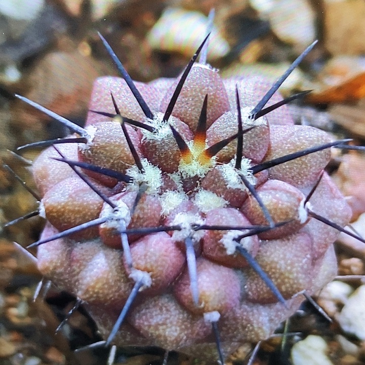 孤品实生优选粗刺黑王丸2.1cm