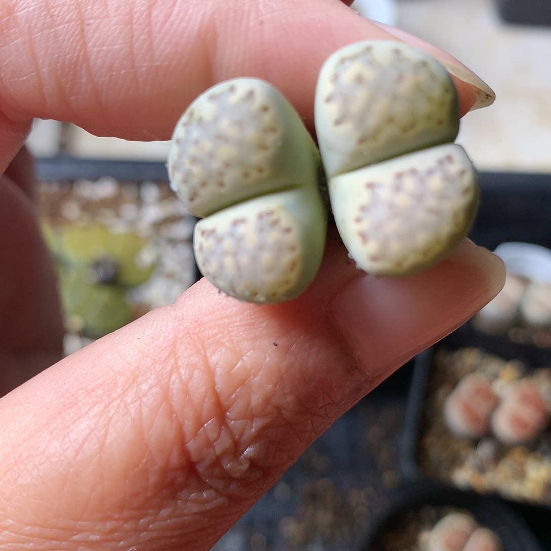 G220多肉植物保护