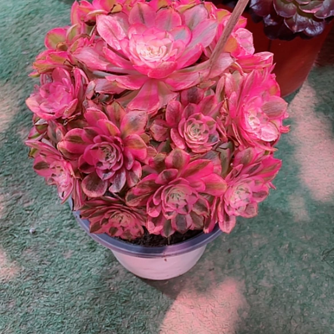 【闪购商品】法师好看也好养