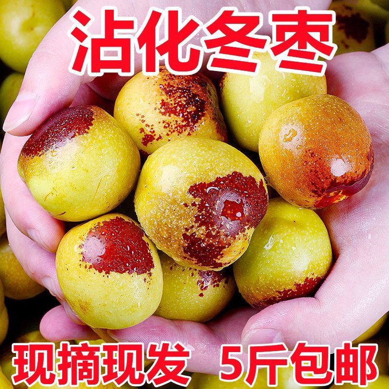 山东沾化产地直发新鲜现摘冰糖冬枣脆甜应季水果（达）