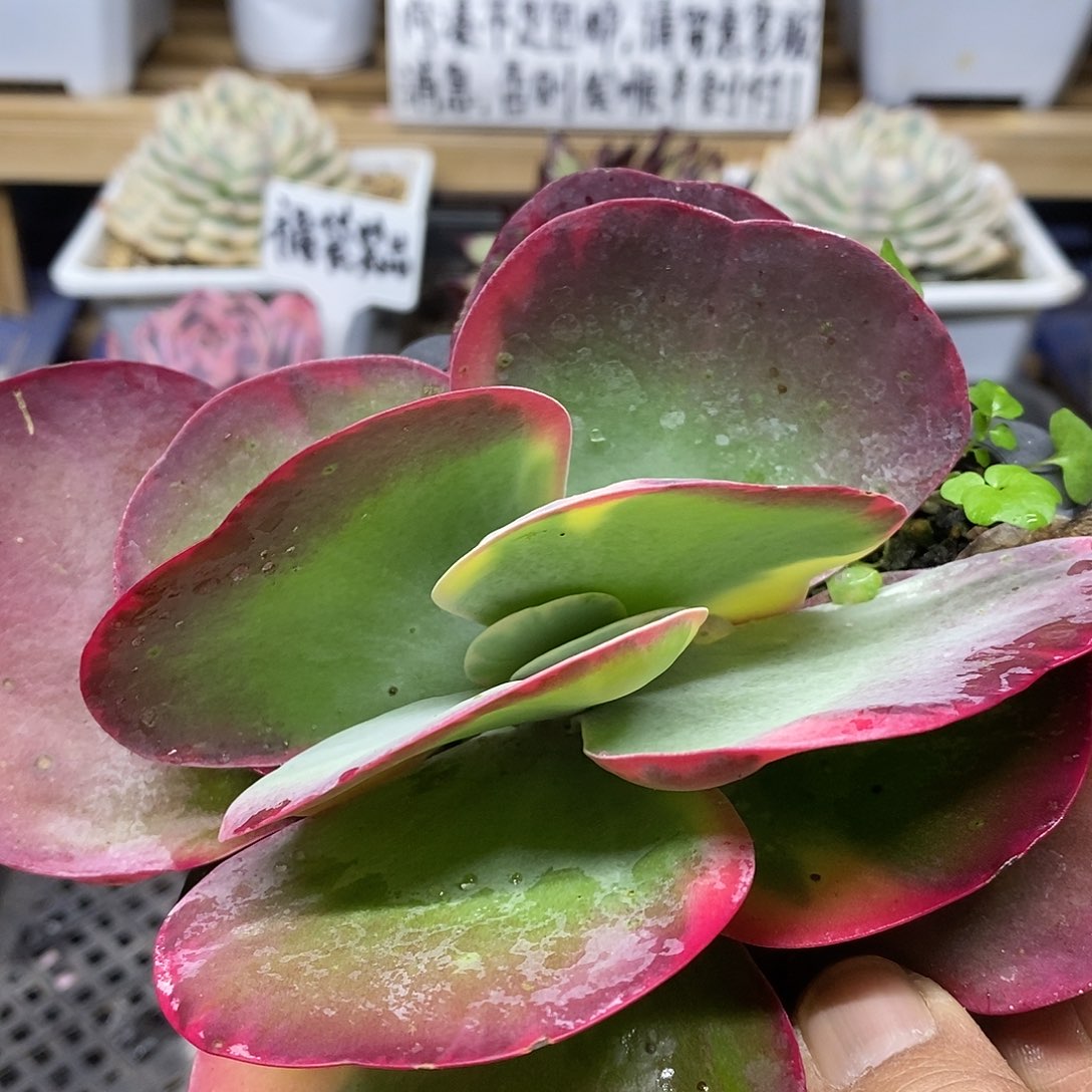 2829 唐印锦多肉