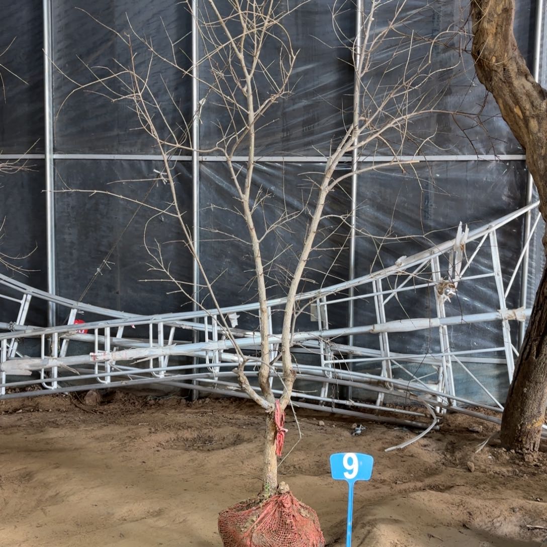 福***品完全开放石榴树888