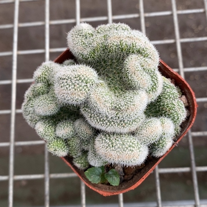 伯克利的故事也很精彩很