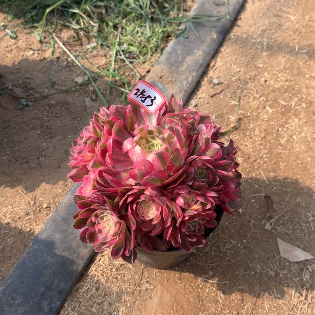 24-53倾城地理多肉植物