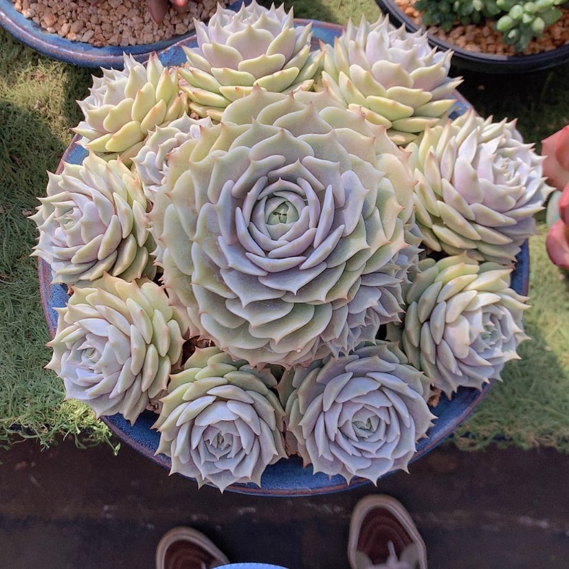 【闪购商品】彩虹露娜莲