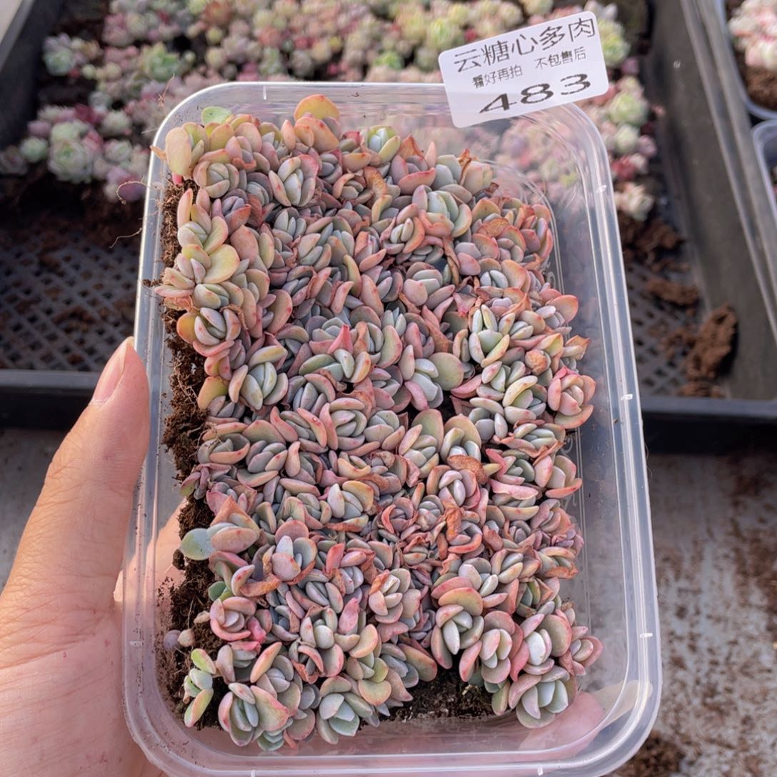 云糖心多肉植物483
