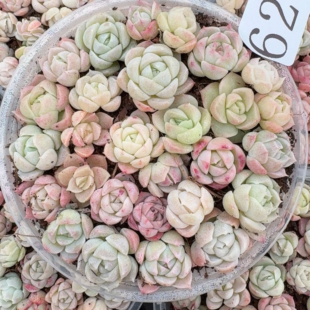 多肉植物多肉植物627