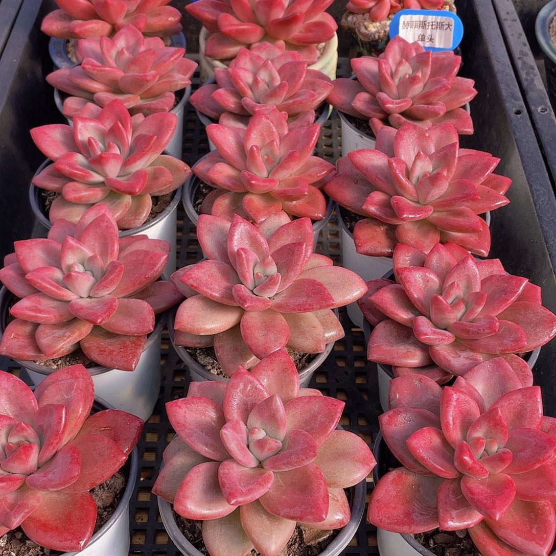 量拍70号 赫菲斯托大单头一个