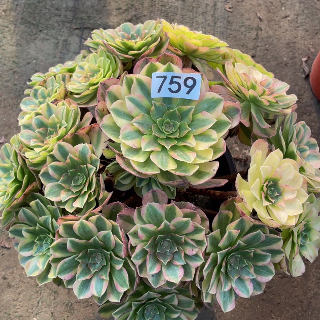 759雨合精品法师老桩