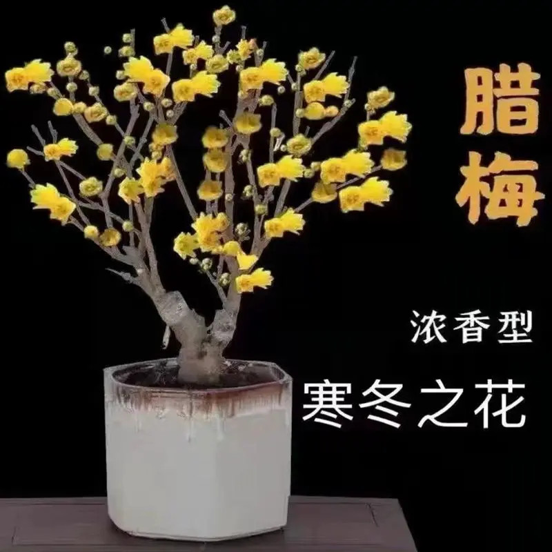 耐寒腊梅【带花苞】38天开花浓香梅花地栽树苗四季开花卉室外绿植