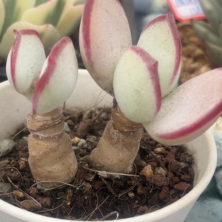 白眉老桩一物一拍多肉植物