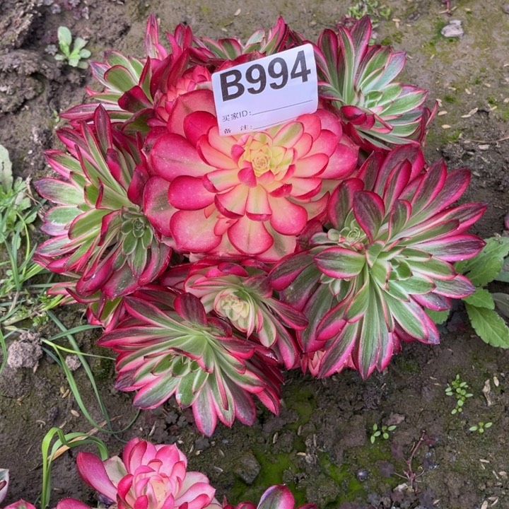 倾城多肉植物老桩