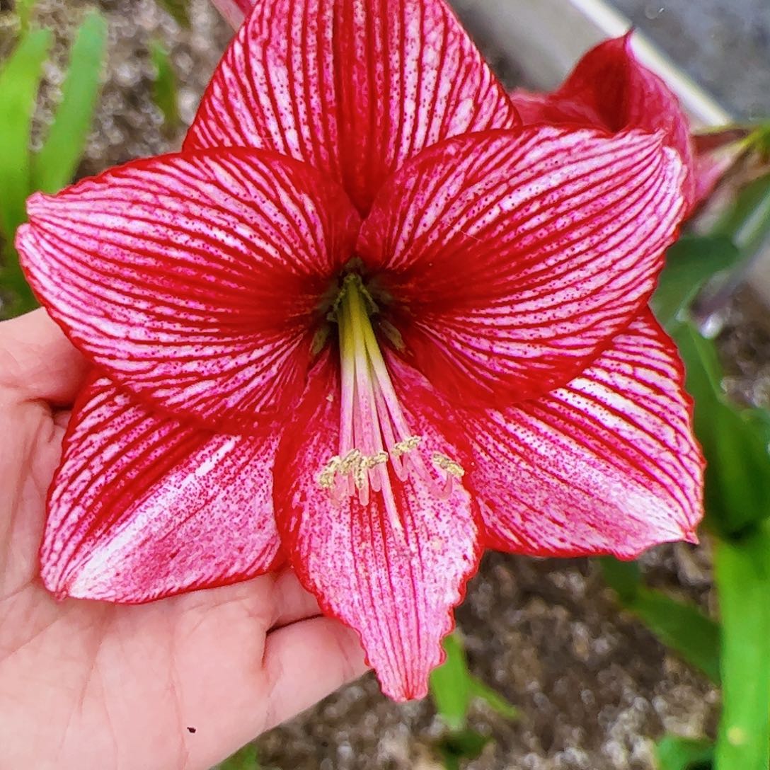 朱顶红草莓甜心拍品1号