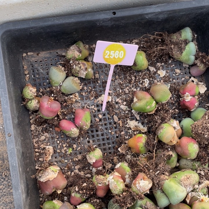 猪***士生石花258000000000