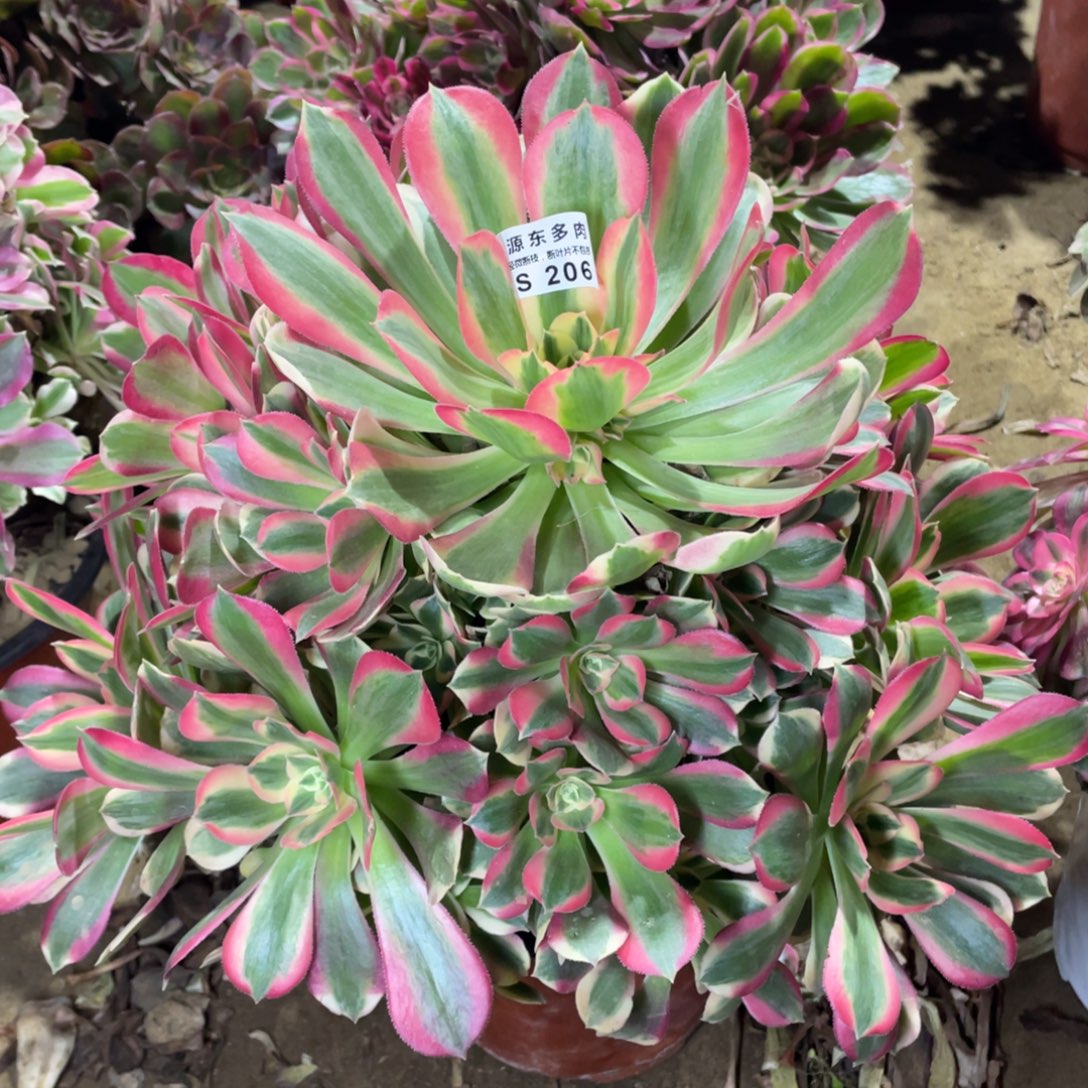 206妖月多肉法师断枝不包