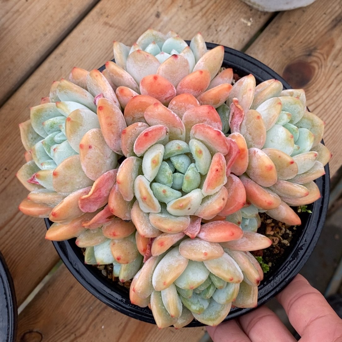 自助下单一物一拍多肉可寄养-粉冷香