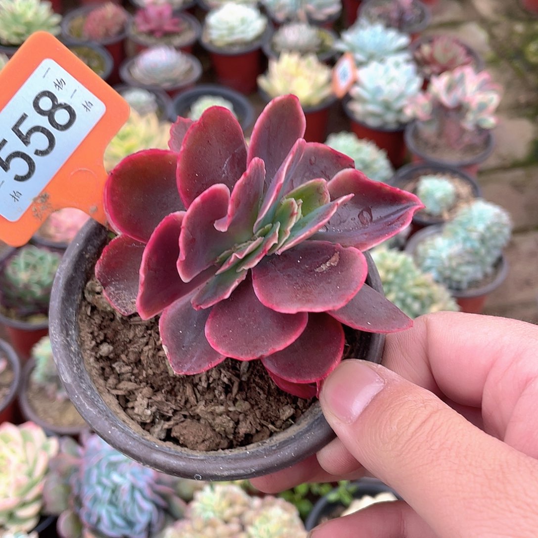 安***好558号多肉植物盆栽