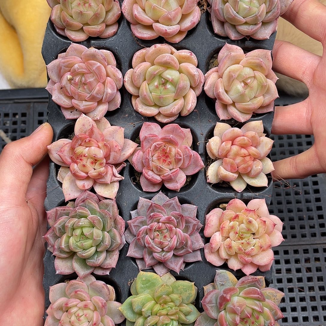 多肉一物一拍1-112