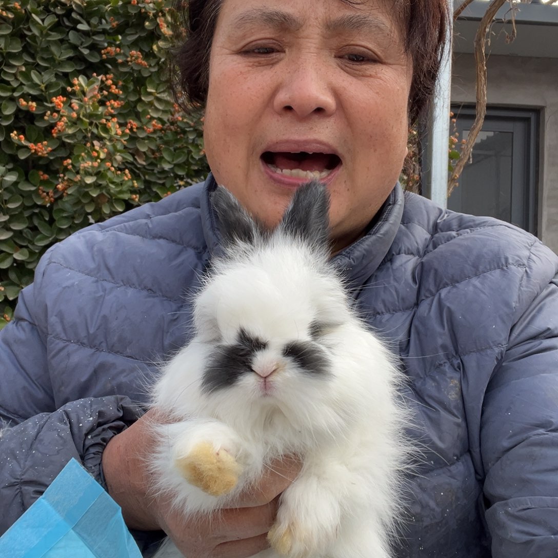 宠物兔英系安哥拉兔