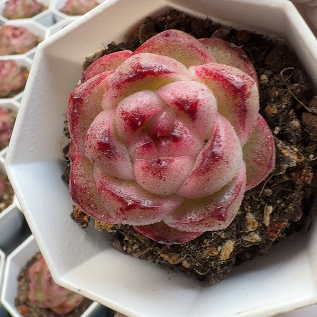 从前慢多肉精选编号1213.晴空珍妮