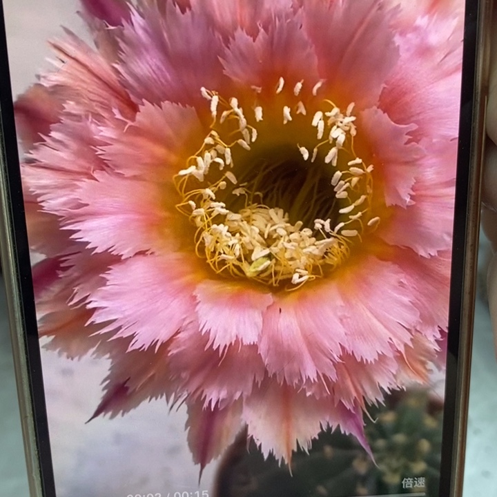 彩草羽毛1 号7公分左右