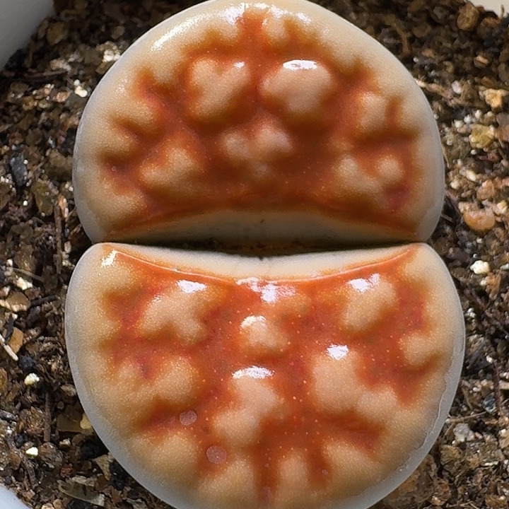 生石花1111111。    307