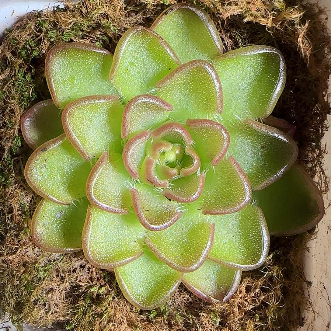 1120-------188近藤捕虫堇