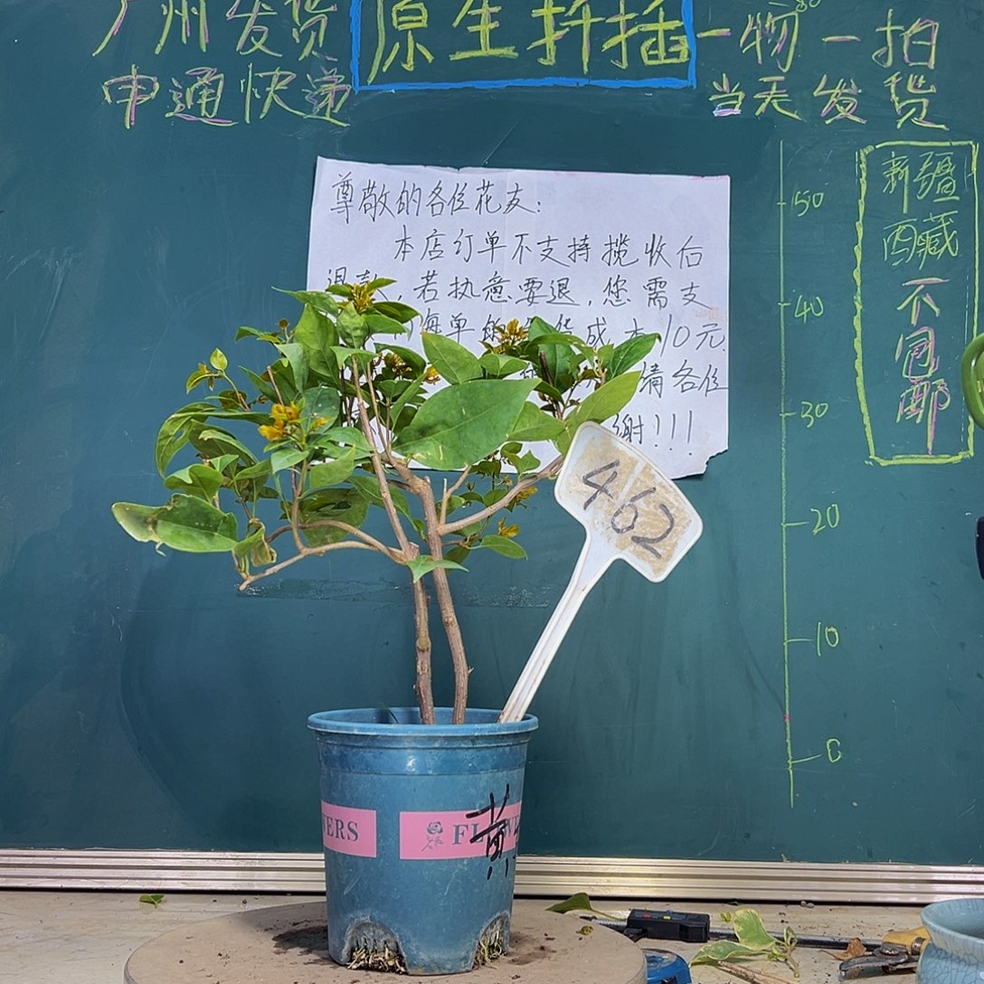 当前无花栽培后可以开花 双杆 黄女郎  462