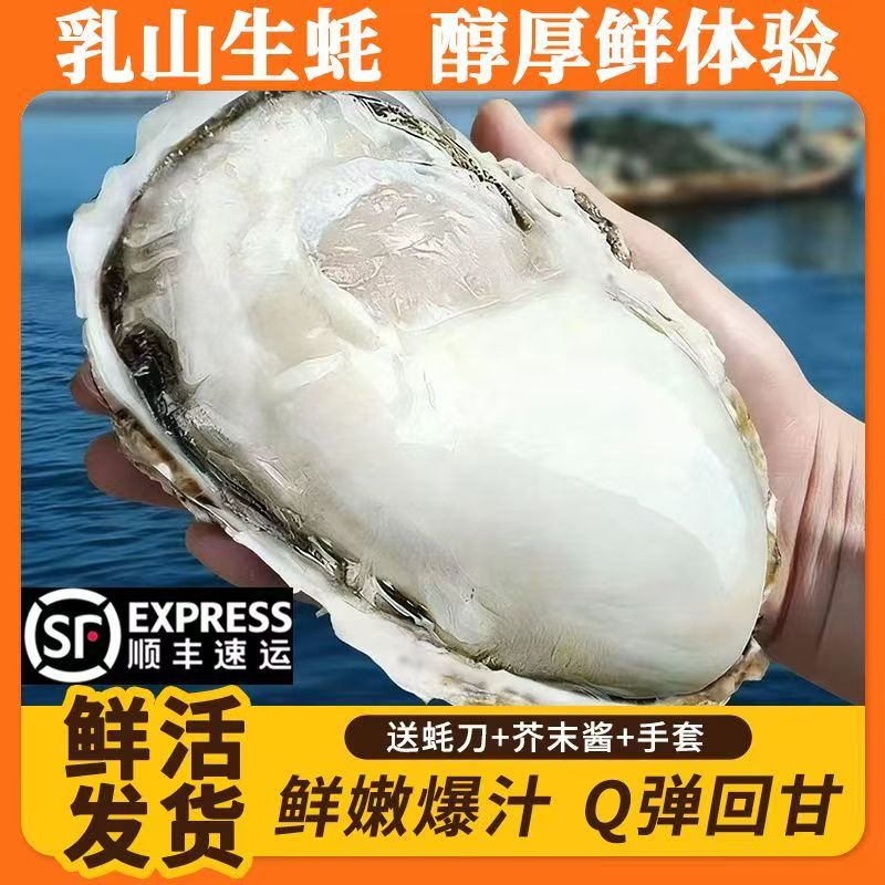 【5斤送5斤】乳山特大生蚝刺身食品级鲜活肥美生蚝海鲜10斤冷链包邮