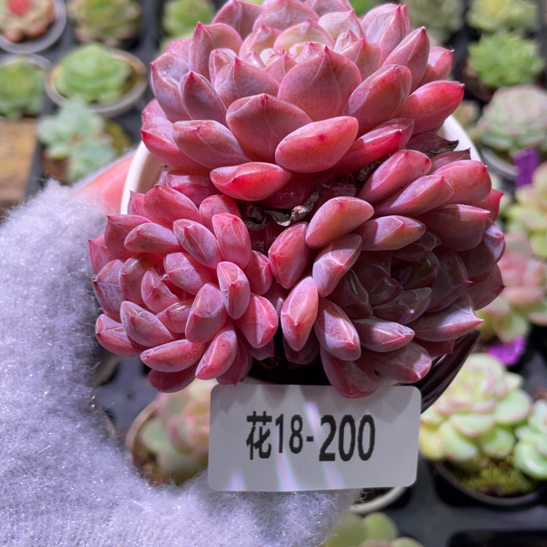 花利美18-200新品