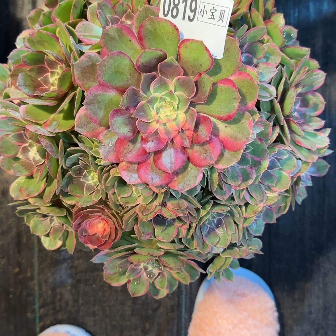 ****️花妖多肉0819多肉