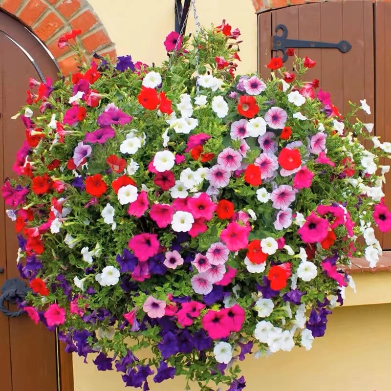 矮牵牛花种子喇叭花室外爬藤墙花卉四季播种开花盆栽易活花种籽孑