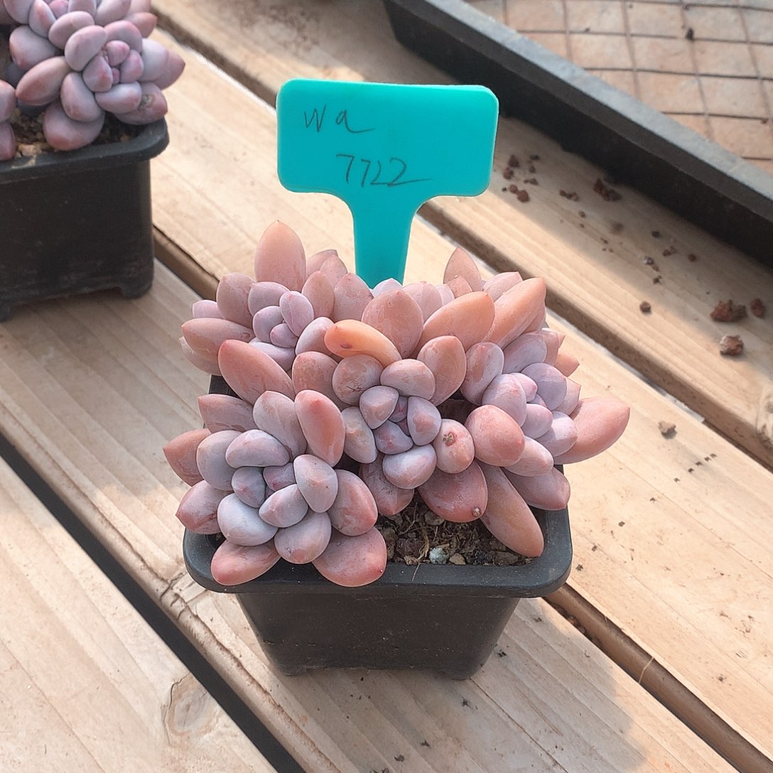 精品香水老庄7722