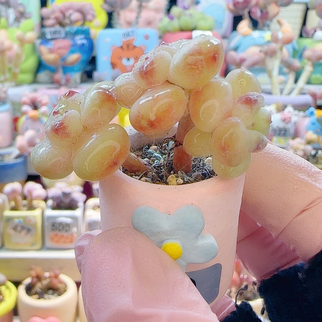 L 阳光玫瑰 盆口2.5cm