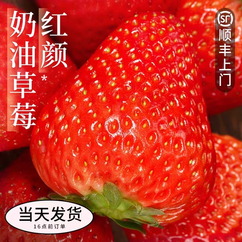 【官方补贴】红颜奶油草莓1-3斤新鲜水果应季现摘99红颜奶油大草莓香甜可口顺丰包邮