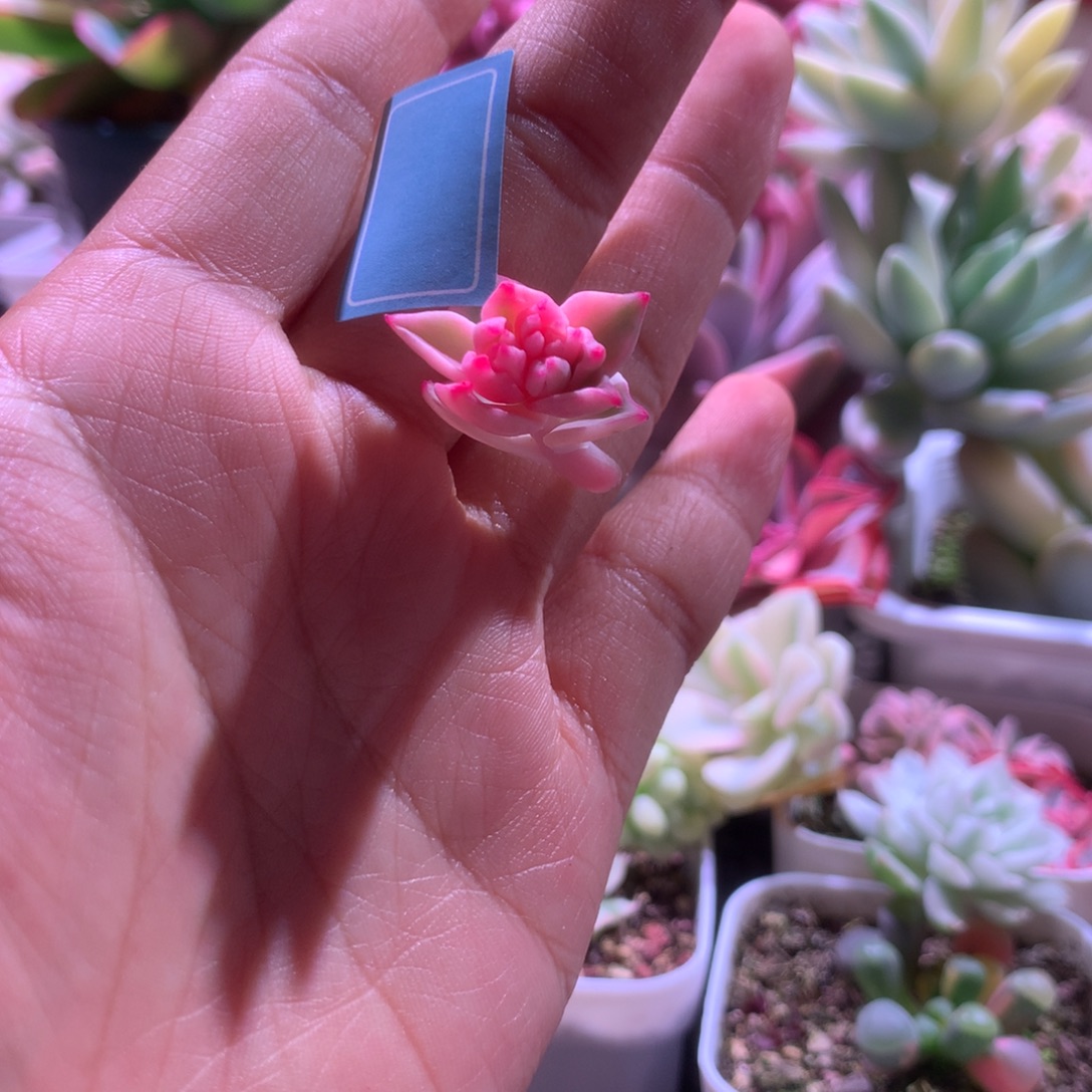 剑斯诺娃花剑介意勿拍