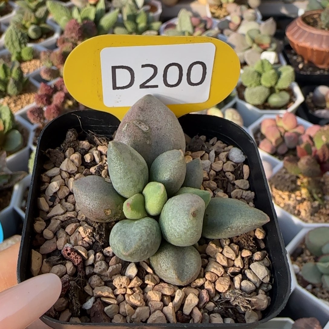 白糖豆。    200。 